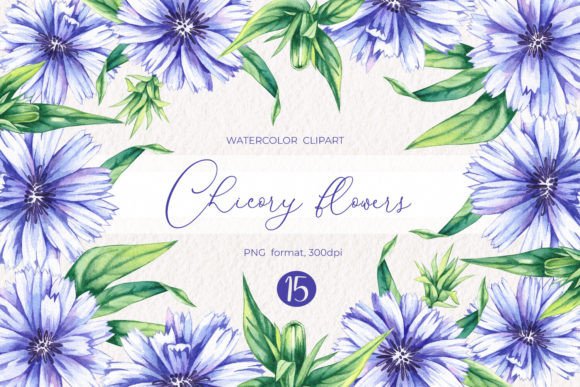 Watercolor Chicory Flowers Clipart PNG: Elevating Your Creative Projects with Natural Elegance